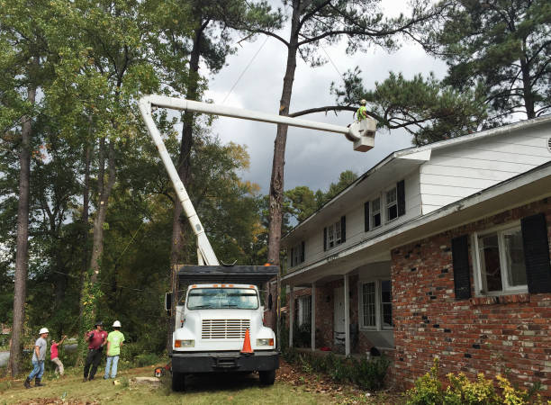 Reliable Marshville, NC Tree Services Solutions