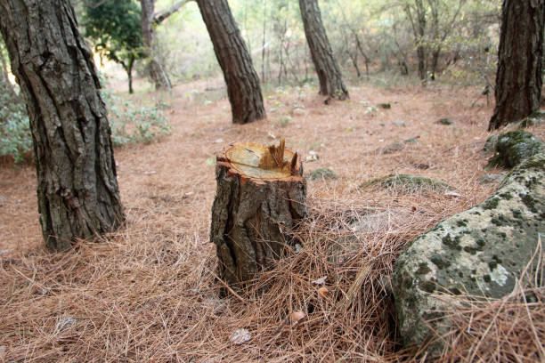 How Our Tree Care Process Works  in  Marshville, NC